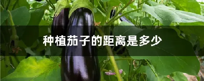 种植茄子的距离是多少