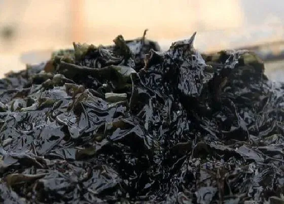 蔬菜|紫菜是什么菜