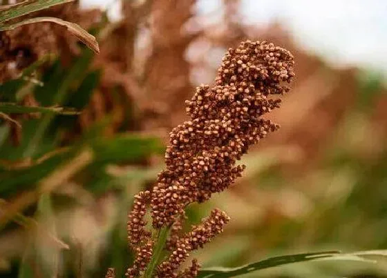 种植前景|2022年种高粱可以吗（关于2022年高粱价格预测）