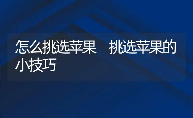 怎么挑选苹果 挑选苹果的小技巧 | 养殖资料投稿