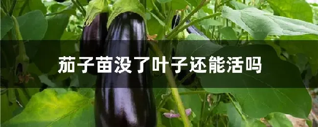 茄子苗没了叶子还能活吗