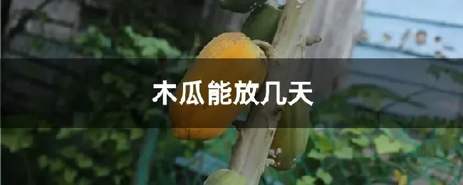 木瓜能放几天