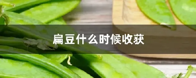 扁豆什么时候收获