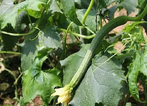 种菜|端午节适合种什么菜 端午期间种哪些蔬菜好