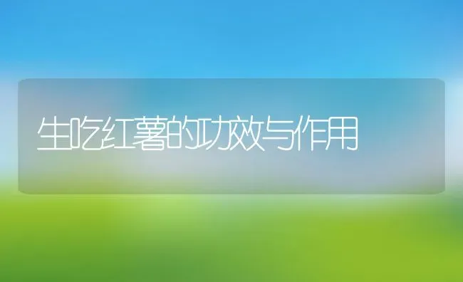 生吃红薯的功效与作用 | 养殖资料投稿