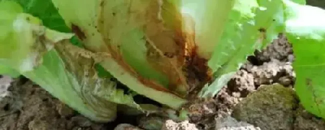 生菜灰霉病的发病症状？