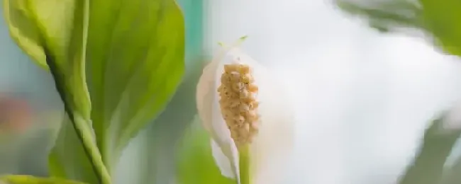 水培白掌怎么施肥