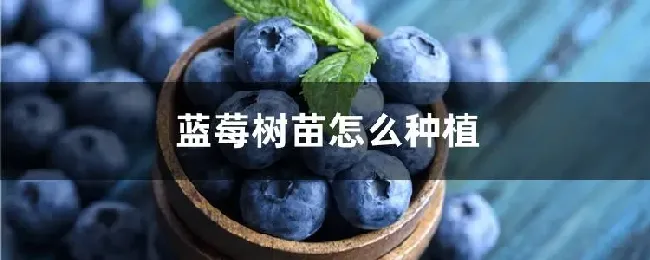 蓝莓树苗怎么种植