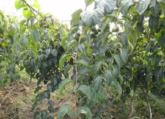 种植前景|软枣猕猴桃种植条件 生长环境要求