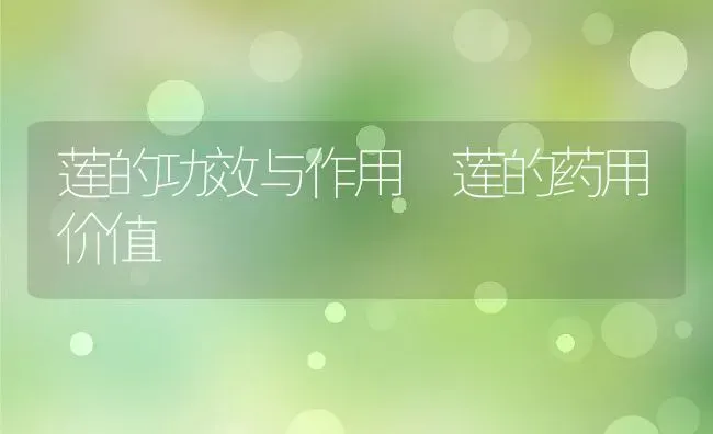 莲的功效与作用 莲的药用价值 | 养殖资料投稿