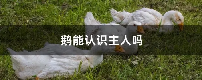 鹅能认识主人吗