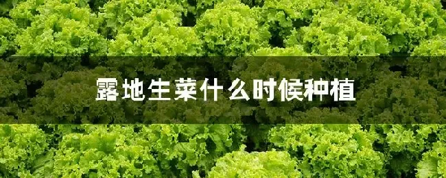 露地生菜什么时候种植