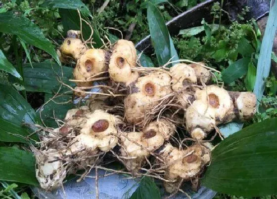 中药材|国内十大紧缺药材（适合懒人种植的市场最需要药材）