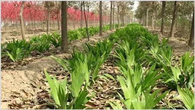 适合林下种植的药材有哪些 | 热门养殖项目