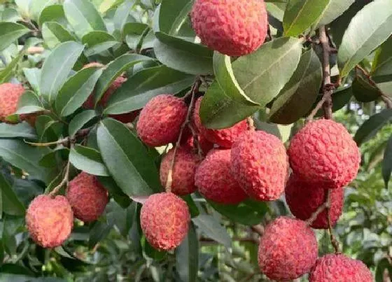 种植前景|荔枝亩产量多少斤