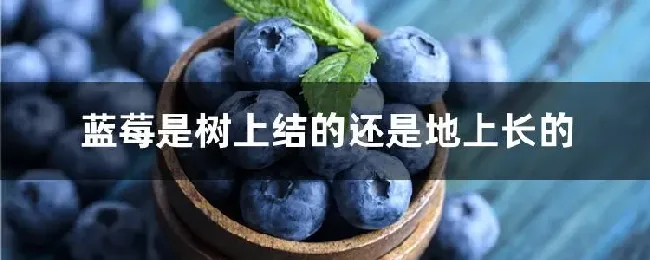 蓝莓是树上结的还是地上长的