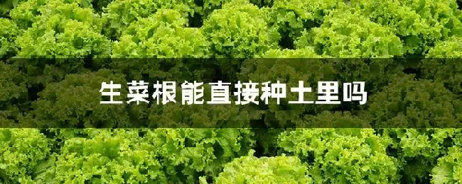 生菜根能直接种土里吗