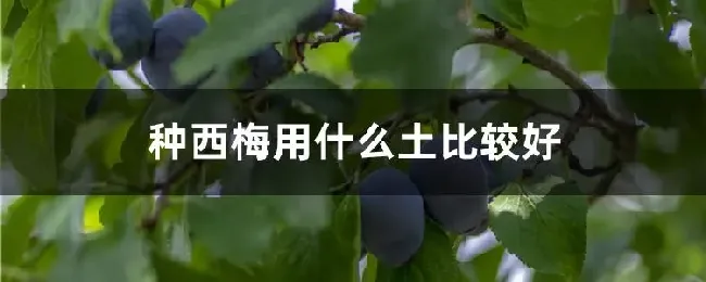 种西梅用什么土比较好