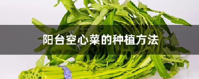 阳台空心菜的种植方法