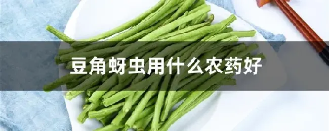 豆角蚜虫用什么农药好