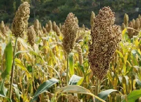 种植前景|2022年种高粱可以吗（关于2022年高粱价格预测）