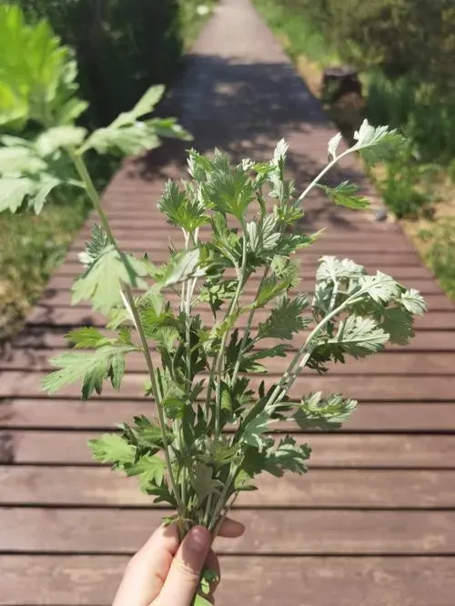 艾草泡脚的作用，可以每天泡脚吗