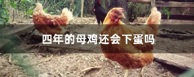 四年的母鸡还会下蛋吗