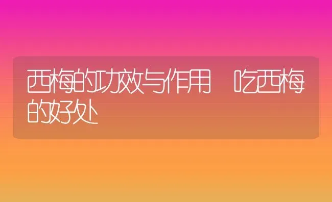 西梅的功效与作用 吃西梅的好处 | 养殖资料投稿
