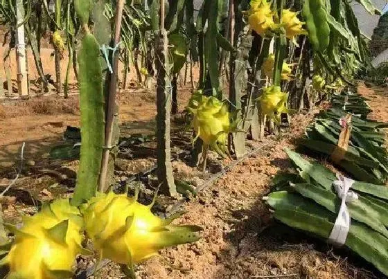 种植前景|黄龙果种植条件 适合在哪些地区种植