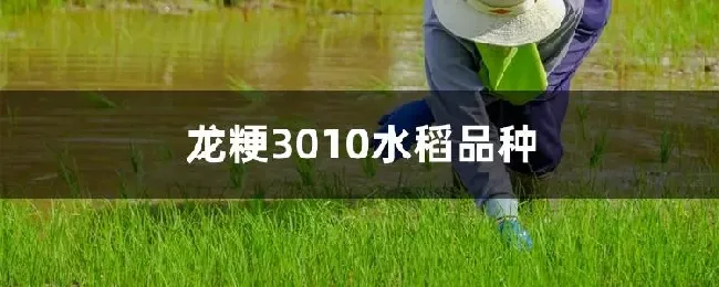 龙粳3010水稻品种