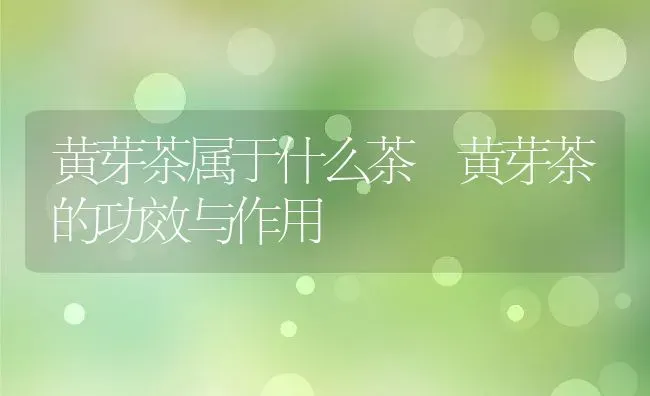 矮向日葵如何种 矮向日葵的种植方法技巧 | 养殖资料投稿