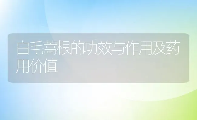 白毛蒿根的功效与作用及药用价值 | 养殖资料投稿