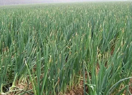 种植前景|2022种植什么最赚钱农村（未来五年种什么挣钱致富快）