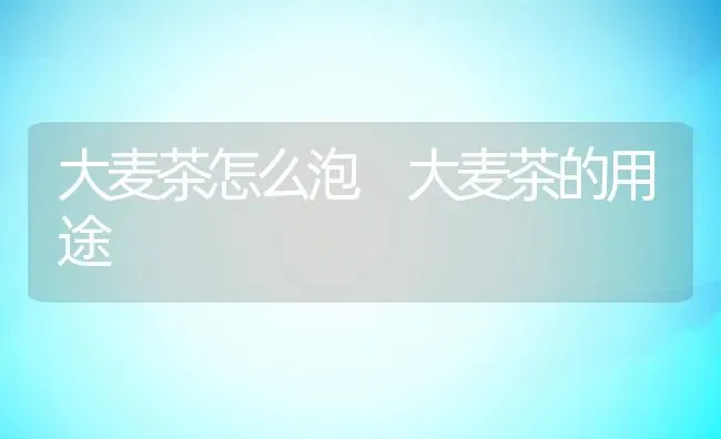 大麦茶怎么泡 大麦茶的用途 | 养殖资料投稿
