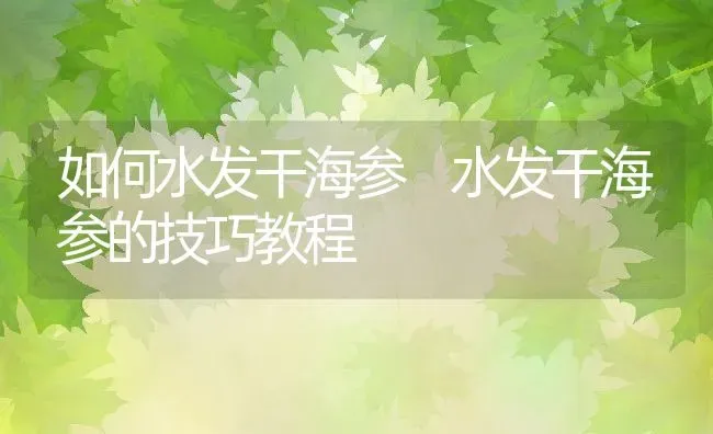 如何水发干海参 水发干海参的技巧教程 | 养殖资料投稿