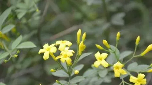 野素馨的功效与作用