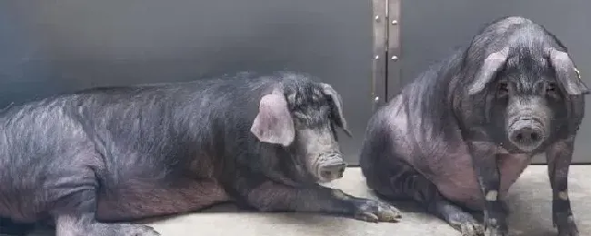 猪人工授精插管多少厘米人工授精注意事项有哪些