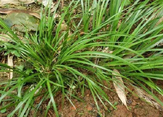 中药材|国内十大紧缺药材（适合懒人种植的市场最需要药材）