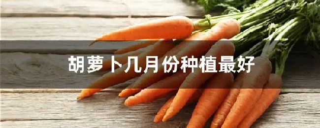 胡萝卜几月份种植最好