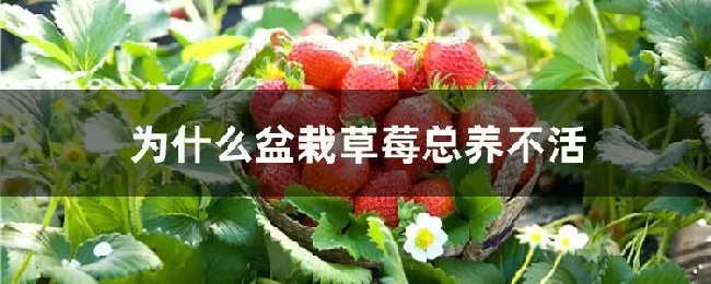 为什么盆栽草莓总养不活