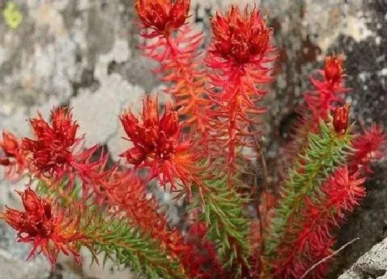 中药材|国内十大紧缺药材（适合懒人种植的市场最需要药材）