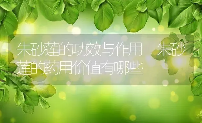 朱砂莲的功效与作用 朱砂莲的药用价值有哪些 | 养殖资料投稿