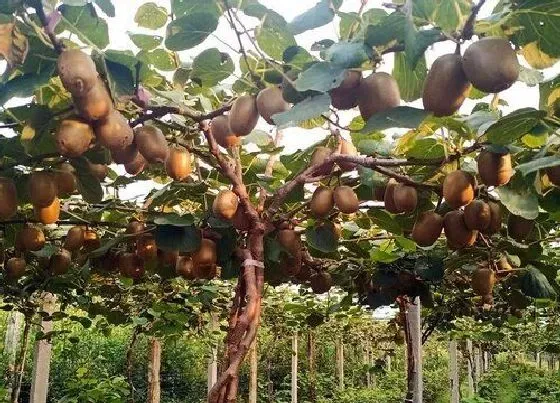 种植前景|软枣猕猴桃种植条件 生长环境要求