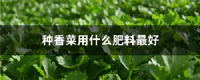 种香菜用什么肥料最好