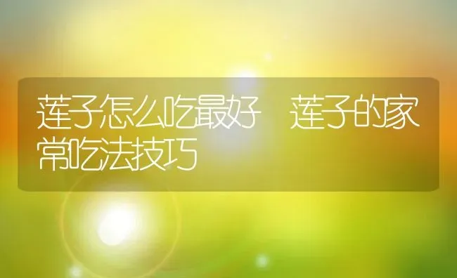 莲子怎么吃最好 莲子的家常吃法技巧 | 养殖资料投稿