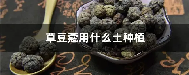 草豆蔻用什么土种植