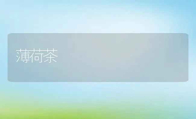 薄荷茶 | 养殖资料投稿