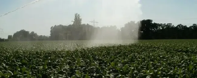 植物什么时候浇水好