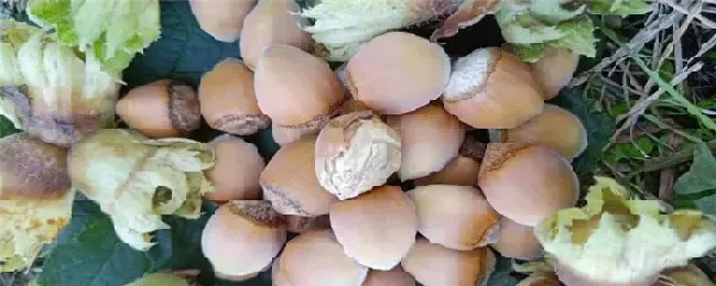 平欧大榛子品种介绍