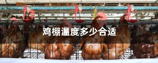 鸡棚温度多少合适
